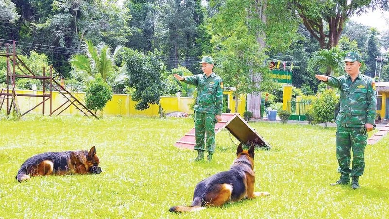 Chó nghiệp vụ biên phòng Tây Ninh: Lá chắn thầm lặng chống tội phạm xuyên biên giới