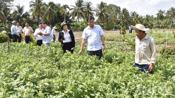 Lãnh đạo Ủy ban nhân dân tỉnh Đồng Tháp và các sở, ngành trực tiếp xuống ruộng rau để xác minh và làm rõ nguyên nhân bị thiệt hại. 