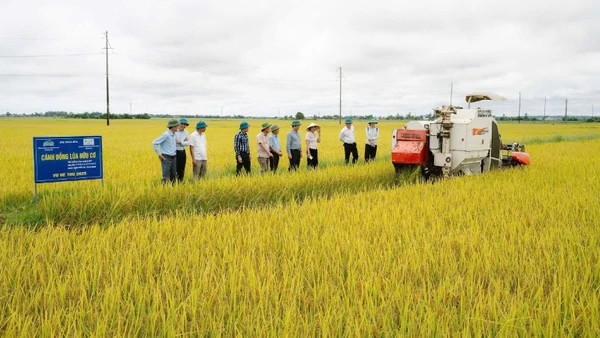 Tỉnh Quảng Trị hiện có hơn 2.000ha lúa áp dụng mô hình giảm phát thải khí nhà kính.