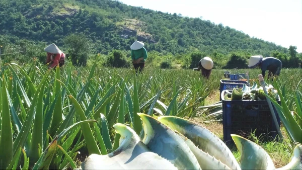 Ninh Thuận đặt mục tiêu phát triển cây nha đam thành cây chủ lực trong nông nghiệp địa phương. (Ảnh: PV)