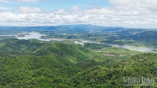 Thực tiễn tại Lâm Đồng cho thấy, chính sách chi trả dịch vụ môi trường rừng là giải pháp kinh tế đúng hướng, góp phần hài hòa lợi ích giữa Nhà nước, doanh nghiệp và người dân trong bảo vệ và phát triển rừng.