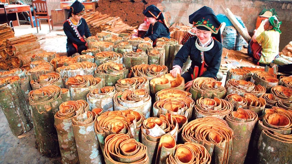 Niềm vui được mùa quế. Ảnh: THANH SƠN