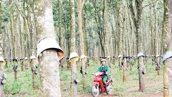 Kiểm tra rừng cao su ở Tây Nguyên. Ảnh: Hải Nam