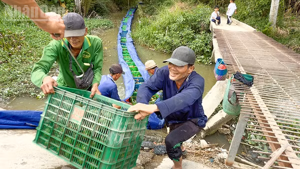 Nông dân Vĩnh Long phấn khởi thu hoạch cam sành. 