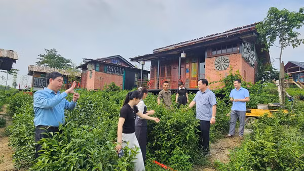 Lãnh đạo xã Minh Đài kiểm tra diện tích chè trên địa bàn xã.
