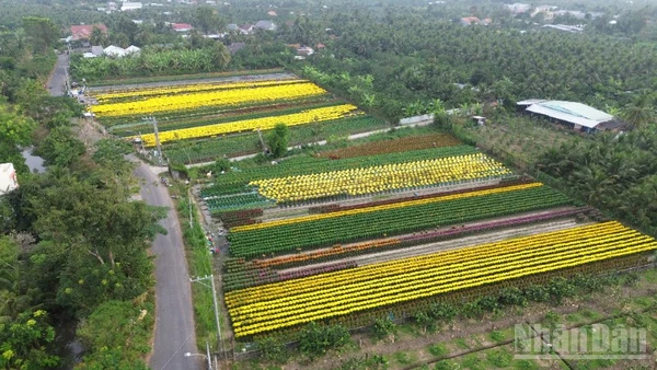 Nhiều loại hoa trên địa bàn phường Mỹ Phong (tỉnh Đồng Tháp) nở sớm nên nông dân chủ động tìm cách tiêu thụ.