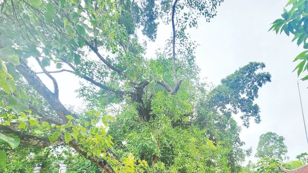 Cây vạn niên bách mộc ở đình Hương Vỹ, thôn Làng, xã Yên Thế, Bắc Ninh.