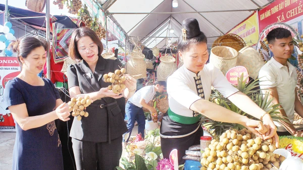 Thị trường chính của sản phẩm nhãn Sơn La là thị trường EU và Trung Quốc.