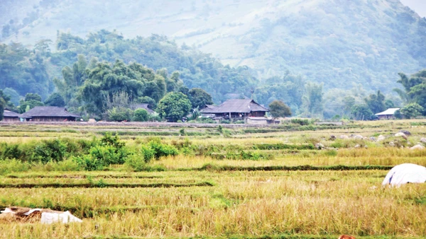 Cánh đồng lúa Tú Lệ sau mùa gặt.