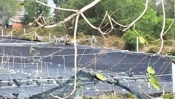 Đầm nuôi tôm ở Cà Mau. Ảnh: Nam Nguyễn