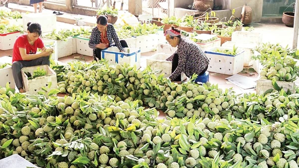 Na Chi Lăng được đóng gói bảo quản sau thu hoạch tại điểm thu mua. Ảnh: Quang Duy