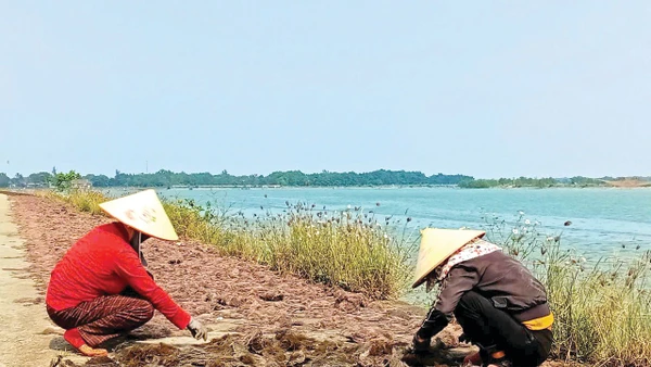 Tần tảo mưu sinh với nghề phơi rong biển dọc bờ sông Thạch Hãn.