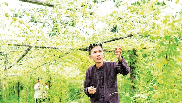 Nguyễn Quốc Hoàng chọn cây mướp đắng rừng để trồng và phát triển trên diện tích lớn. Ảnh: Quốc Hoàng