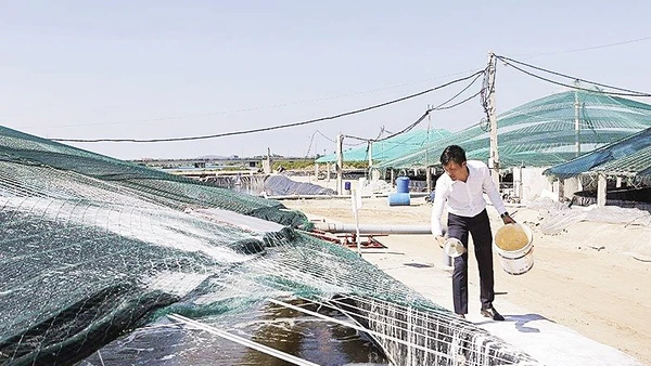 Khu nuôi tôm công nghệ cao của gia đình anh Nguyễn Ngọc Đoàn, phường Trúc Lâm, tỉnh Thanh Hóa cho hiệu quả kinh tế cao.