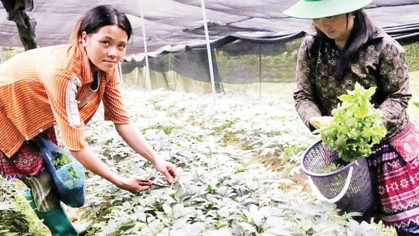 Bà con nông dân ở Lào Cai trồng cây tam thất. Ảnh: Trọng Bảo