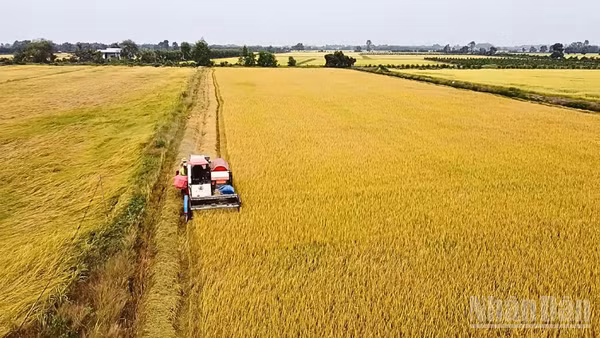 Nông dân Cần Thơ thu hoạch lúa vụ Đông Xuân.