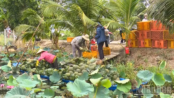 Người dân thu hoạch khóm(dứa) MD2 tại xã Phương Bình, thành phố Cần Thơ.