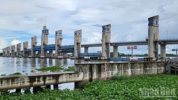 Cụm cống Cái Lớn, Cái Bé được vận hành linh hoạt với tình hình thủy văn bất lợi gây ra.