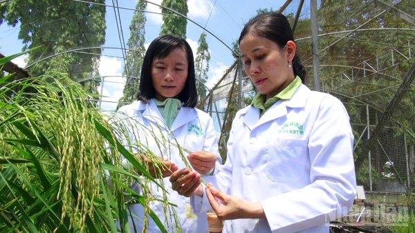 Viện Lúa Đồng bằng sông Cửu Long đã trở thành trung tâm nghiên cứu khoa học lúa gạo hàng đầu Việt Nam.