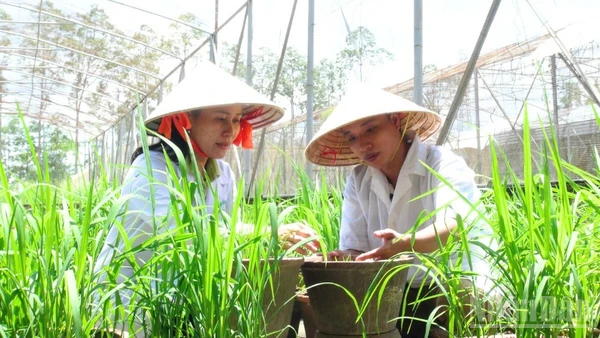 Nhà khoa học tại Viện lúa đồng bằng sông Cửu Long đang thực nghiệm nghiên cứu giống lúa.
