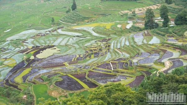 Ruộng bậc thang Hà Nhì Nguyên Dương. 