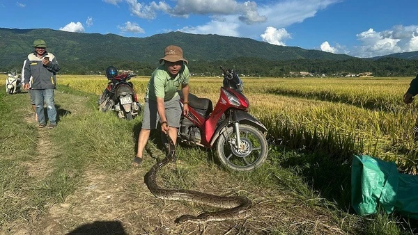 Cá thể trăn gấm được nhân dân xã Thanh An phát hiện tại cánh đồng bản Lọng Ban. 