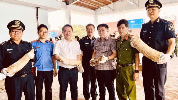 Lực lượng hải quan và các cơ quan chức năng phối hợp kiểm tra, phát hiện số lượng lớn ngà voi vận chuyển trái phép trong lô hàng cập cảng Quy Nhơn. (Ảnh: Cục Hải quan) 