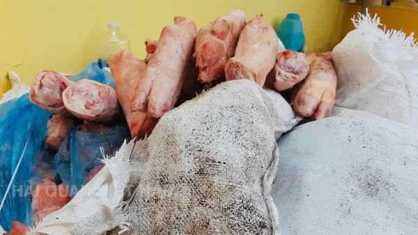 Bắt giữ 1.000kg chân lợn đông lạnh tại Chi cục Hải quan khu vực VI. (Ảnh: CHQ)