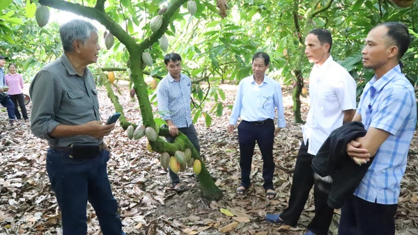 Chuyên gia thăm mô hình canh tác ca cao bền vững gắn với tăng trưởng xanh và giảm phát thải carbon của hộ ông Vũ Văn Lứa ở thôn Đồng Tâm, xã Ea Knốp, tỉnh Đắk Lắk thuộc Dự án “Sản xuất ca cao tái sinh nhằm hỗ trợ phát triển sinh kế tại Việt Nam”.