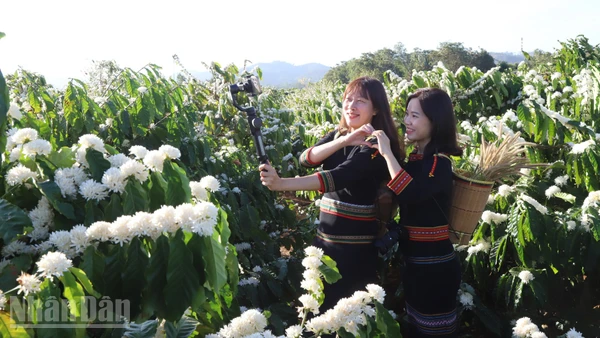 Các bạn trẻ check-in giữa vườn hoa cà-phê.