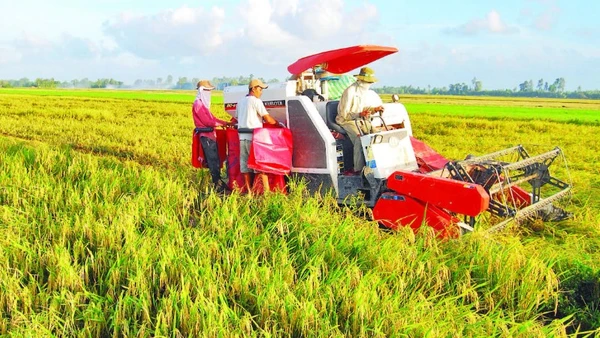 Sử dụng máy gặt đập liên hợp trong thu hoạch lúa giúp các hợp tác xã, tổ hợp tác thu hoạch từ 3-5 ha lúa/ngày.