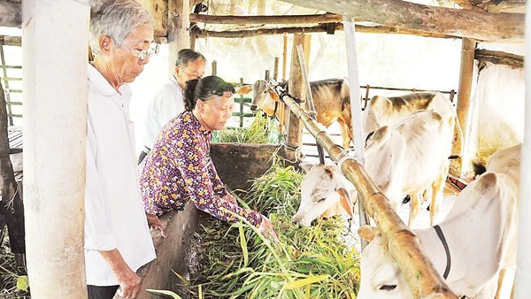 Mô hình nuôi bò giúp nhiều hộ gia đình vươn lên thoát nghèo bền vững. Ảnh Báo Cần Thơ. 