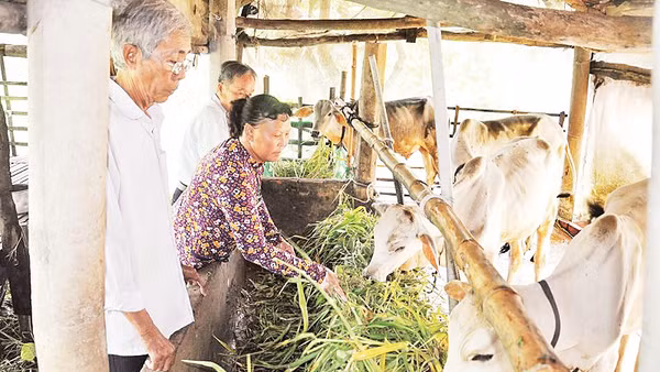 Mô hình nuôi bò giúp nhiều hộ gia đình vươn lên thoát nghèo bền vững. Ảnh Báo Cần Thơ. 