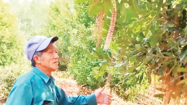 Người dân bên vườn mắc-ca.