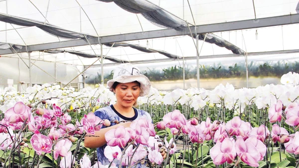 Trồng hoa trong nhà kính mang lại thu nhập cho các hộ dân.