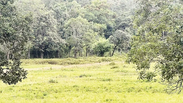 Đàn hươu sao được nuôi trong môi trường bán hoang dã.