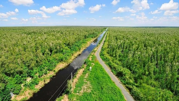 Đẩy mạnh trồng rừng ngập mặn sẽ giúp khu vực ven biển Đồng bằng sông Cửu Long thích ứng với biến đổi khí hậu. - Ảnh minh hoạ