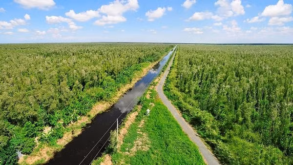 Đẩy mạnh trồng rừng ngập mặn sẽ giúp khu vực ven biển Đồng bằng sông Cửu Long thích ứng với biến đổi khí hậu. - Ảnh minh hoạ