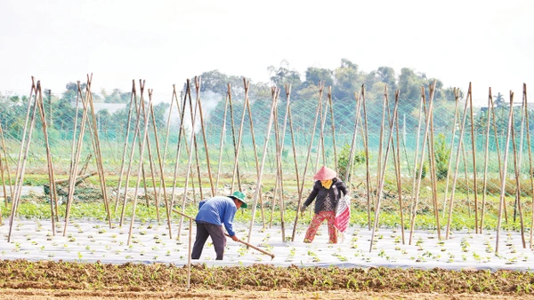 Bàu Tròn, xã Đại Lộc (thành phố Đà Nẵng) tích cực khôi phục mùa màng. Ảnh: Thế Vinh