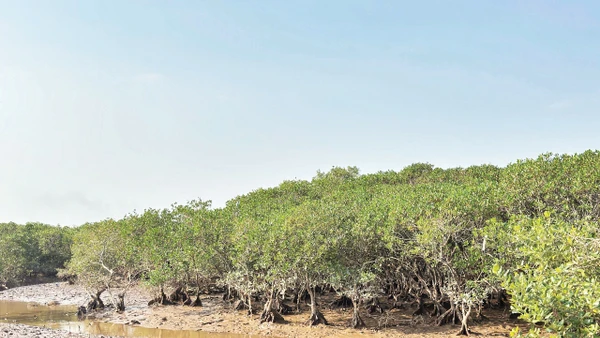 Rừng ngập mặn được phục hồi ở Diễn Châu (Nghệ An).