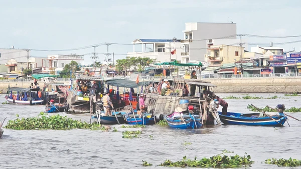 Rác, bèo trôi nổi trên sông Cần Thơ. Ảnh: Hải Nam