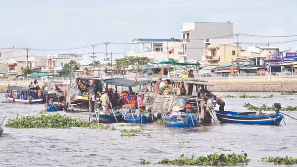 Rác, bèo trôi nổi trên sông Cần Thơ. Ảnh: Hải Nam