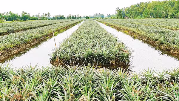 Cây khóm đang phủ “tấm áo xanh” cho Phú Quới.