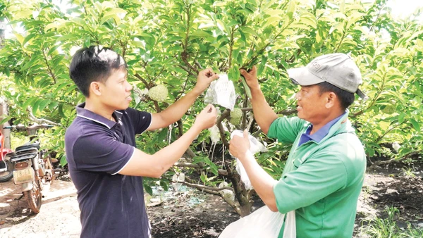 Hiện nay, vùng chuyên canh mãng cầu đã được nông dân Tây Ninh trồng mở rộng lên khoảng 5.000 ha.