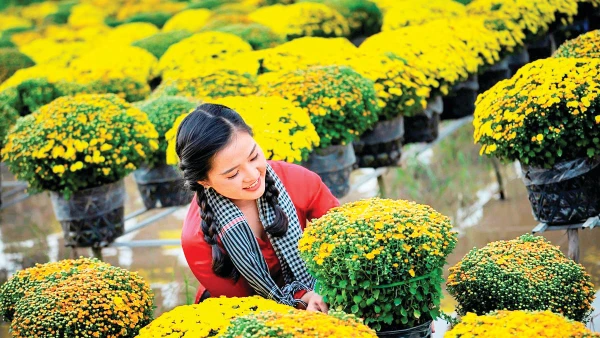 Vẻ đẹp cúc mâm xôi Sa Đéc. Ảnh: Huỳnh Phương