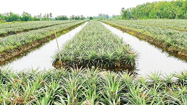 Cây khóm đang phủ “tấm áo xanh” cho Phú Quới.