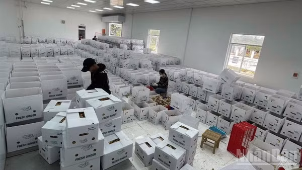Năm tháng qua, bình quân một tháng có 28,5 nghìn doanh nghiệp thành lập mới và quay trở lại hoạt động. (Ảnh: HNV)