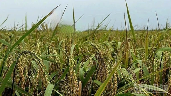 Lúa mùa đến lúc thu hoạch. (Ảnh: HNV)