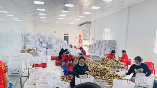 Các nữ lao động tại nhà máy DATO. (Ảnh: PV)