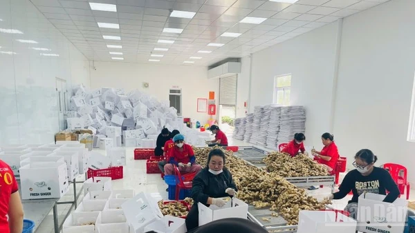 Các nữ lao động tại nhà máy DATO. (Ảnh: PV)